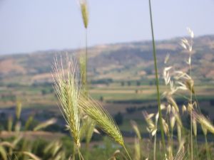 #Olivenplantage#Olivenhain#Olivenbaum#Italien#Süditalien