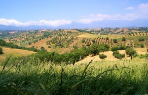 #Olivenhain#Olivenplantage#Olivenbaum#Olivenöl#Italien#Süditalien#Landschaft