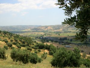 #Oliven#Olivenhain#Olivenplantage#Italien#Landschaft