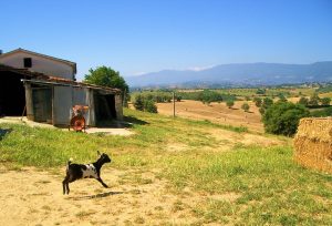 #Ziege#Olivenbaum#Olivenhain#Olivenplantage#Italien#Süditalien#Landschaft